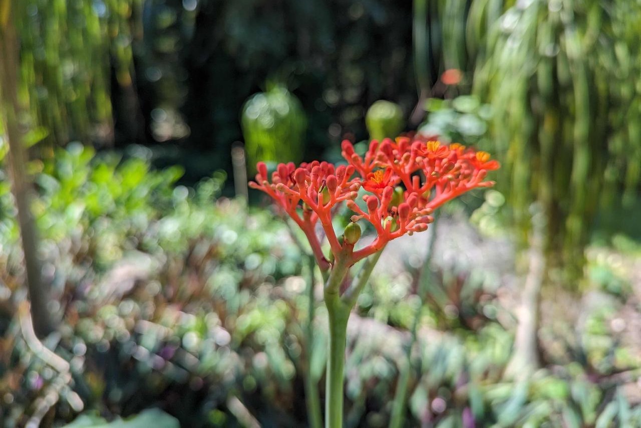 5 小時熱帶花園與觀光旅遊