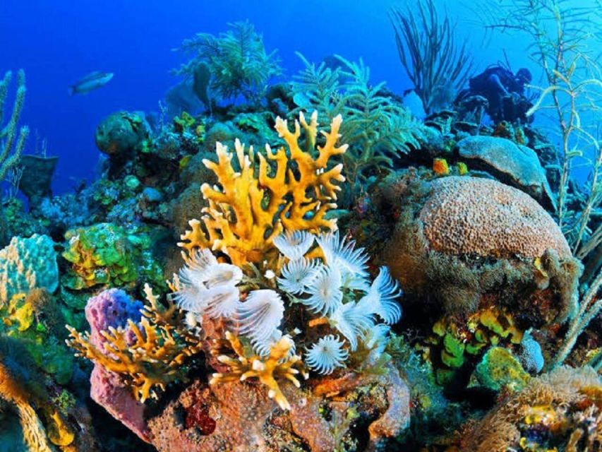 Marsa Alam: Hamata Islands Snorkeling Trip with Lunch