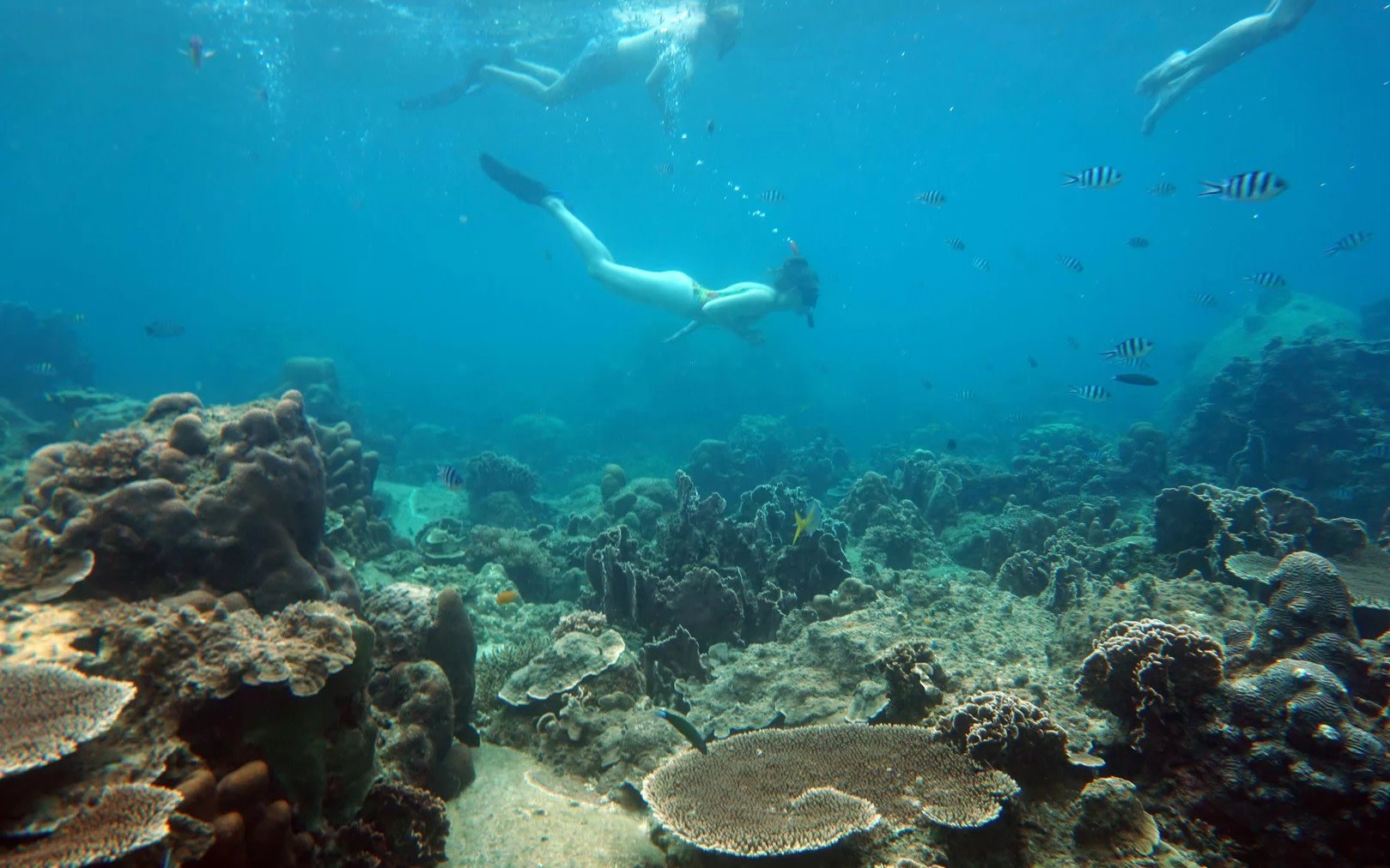 Koh Kood Snorkel Experience with PADI 5 Star center