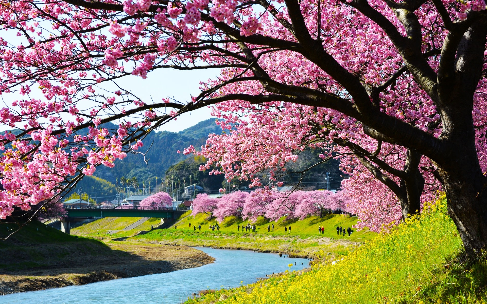 Tokyo Kawazu Cherry Blossom & Fruit Picking Full-Day Experience