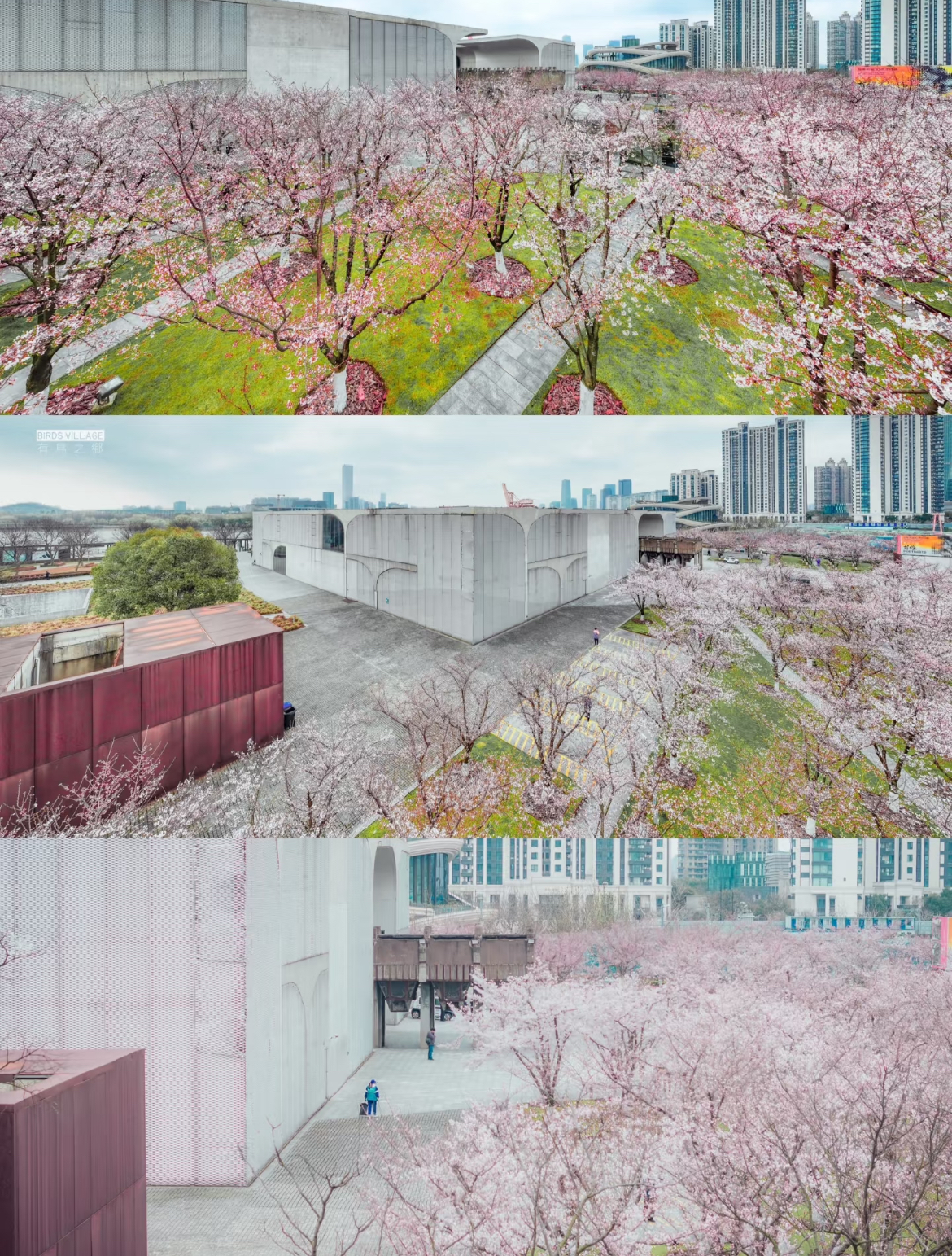 龍美術館的櫻花綻放美麗