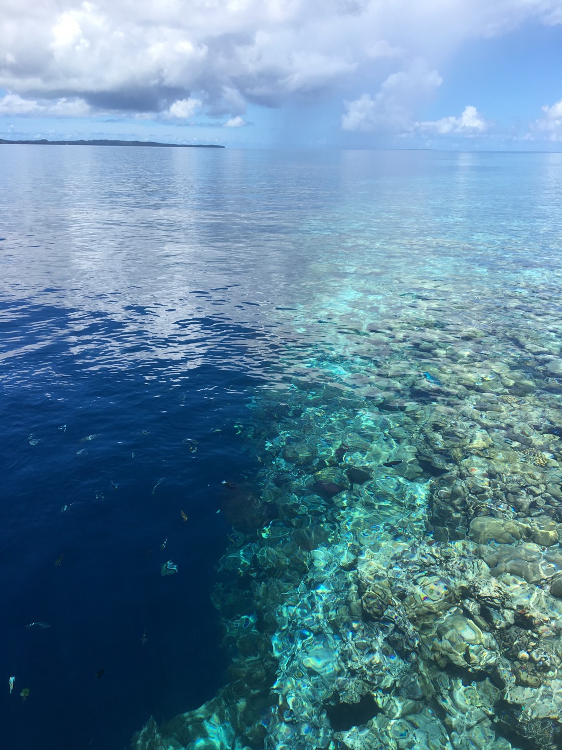 帛琉｜洛克群島浮潜一日遊｜西線-德國水道路線