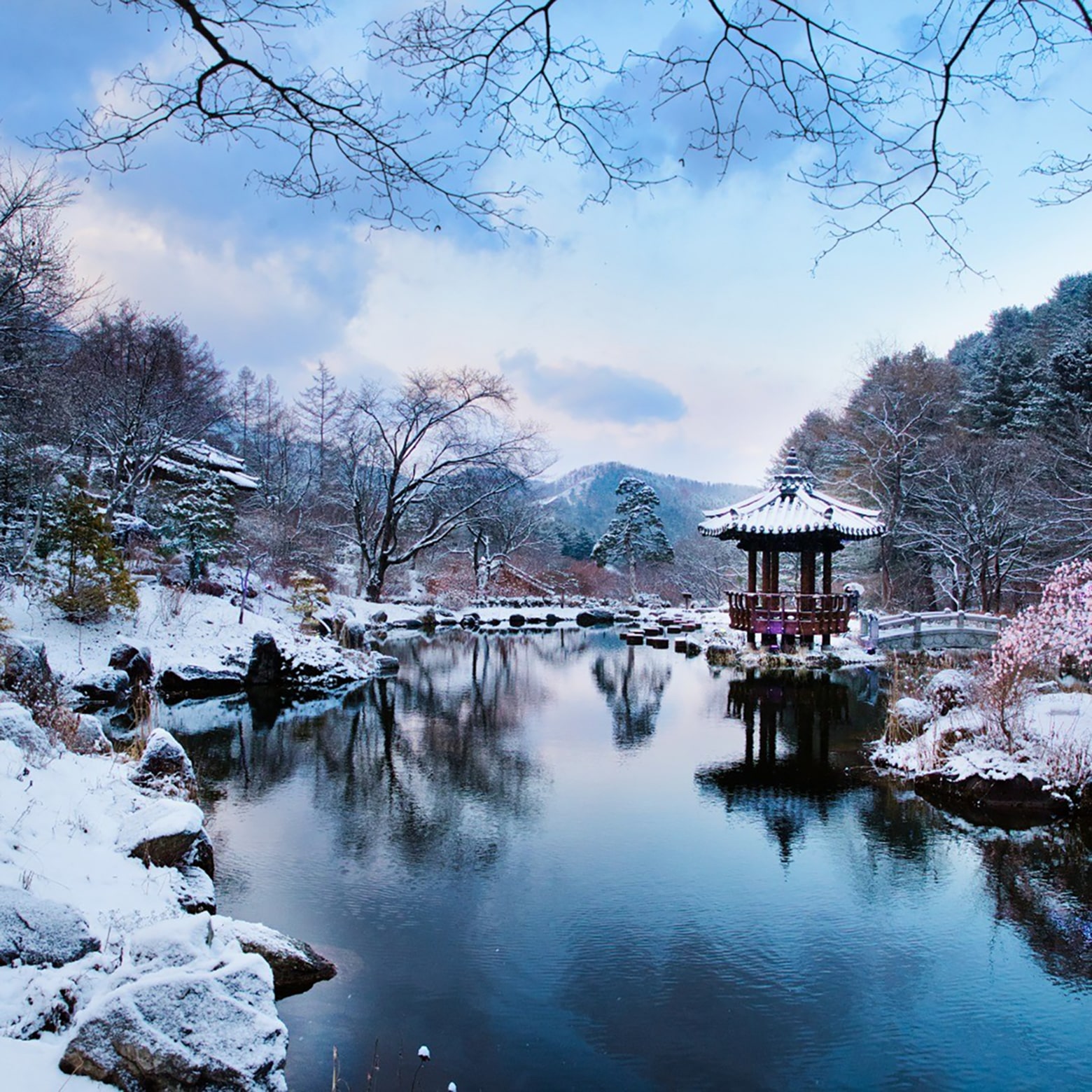參觀晨靜樹木園，該園以其璀璨的冬季燈光和迷人的夜景而聞名。