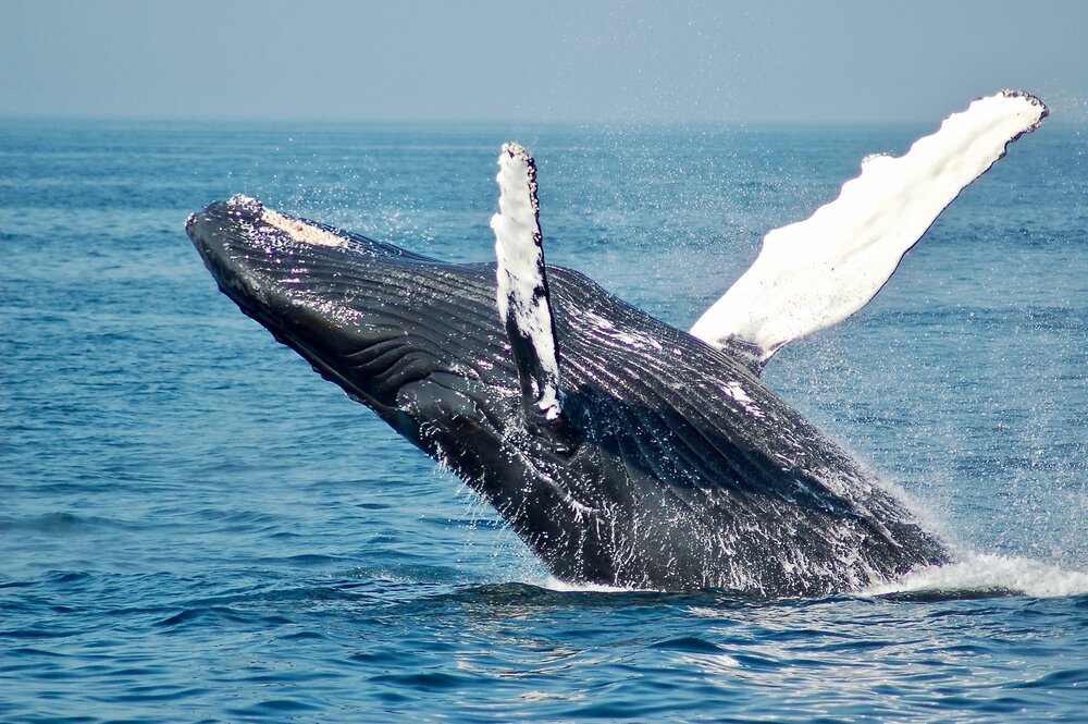 Whale Watching Tours from Perth & Margaret River