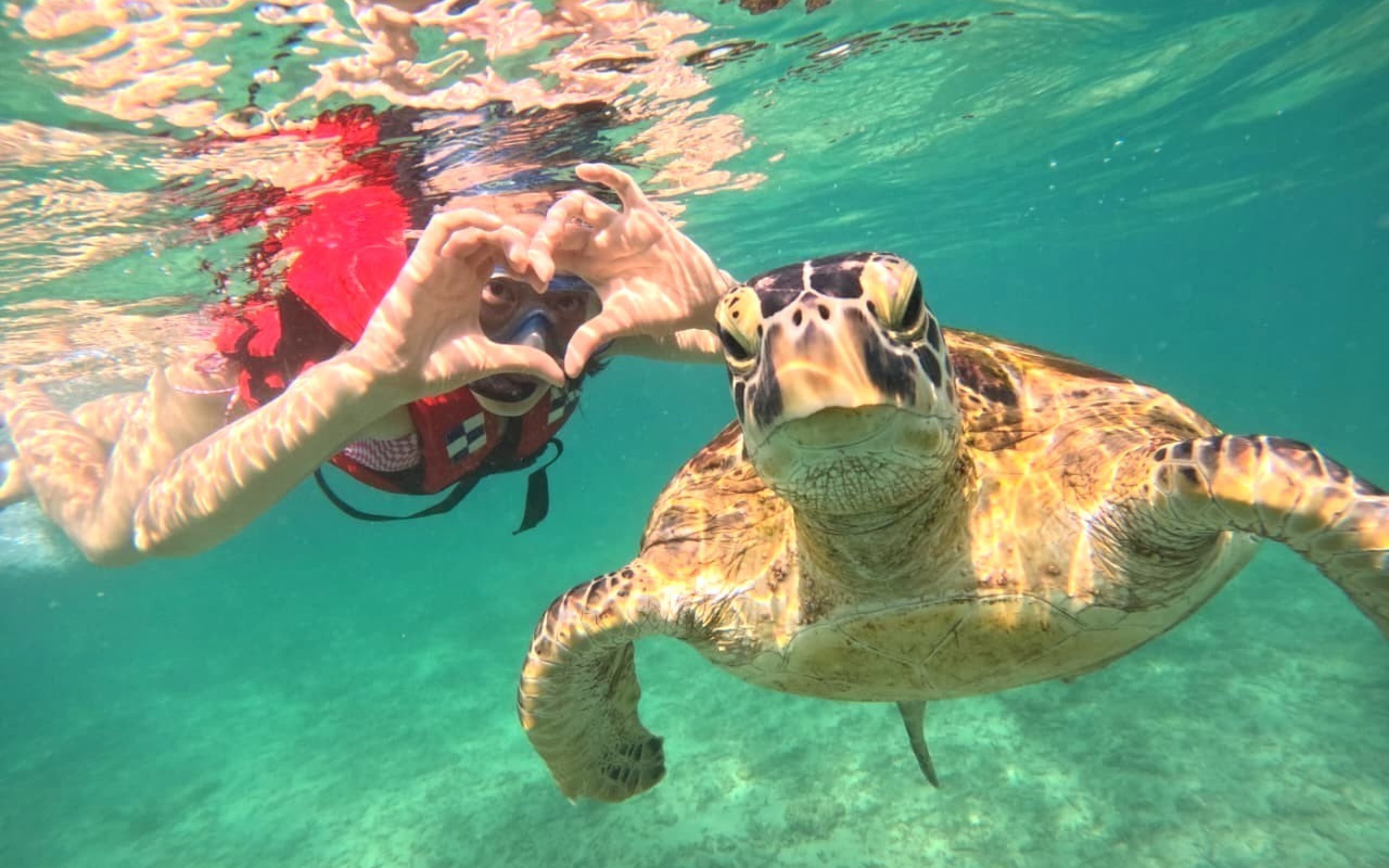 Mirissa Unforgettable Snorkeling Experience with Turtles