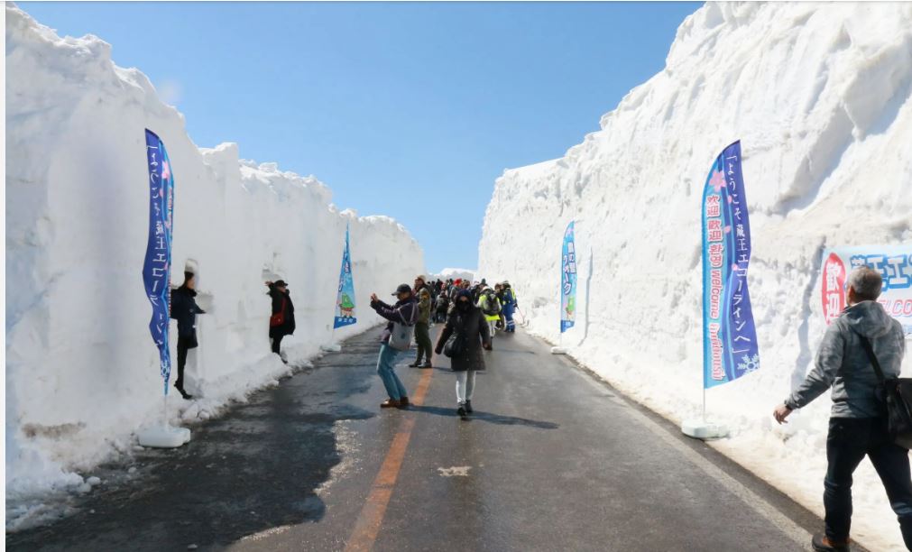 Zao Snow Wall and Sakura 1DAY Bus tour with Ohanami experience