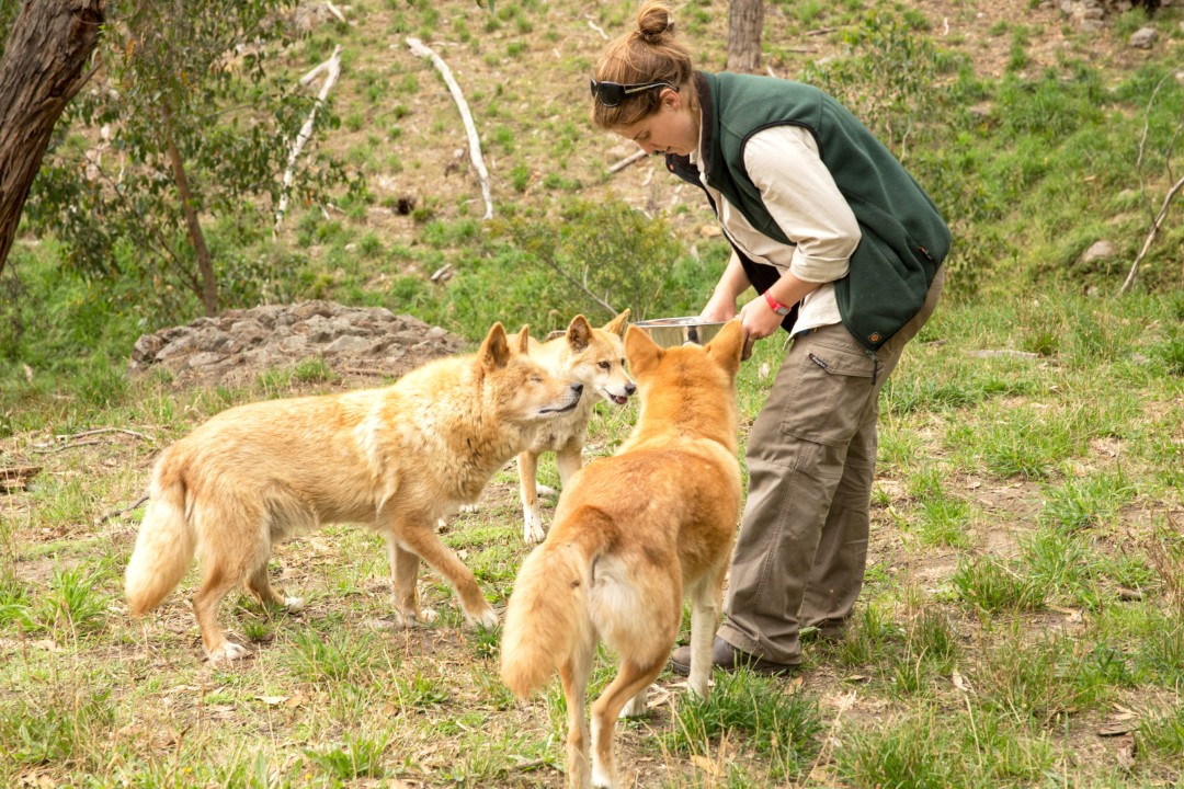克萊蘭德野生動物園自助導覽之旅（阿得雷德出發）