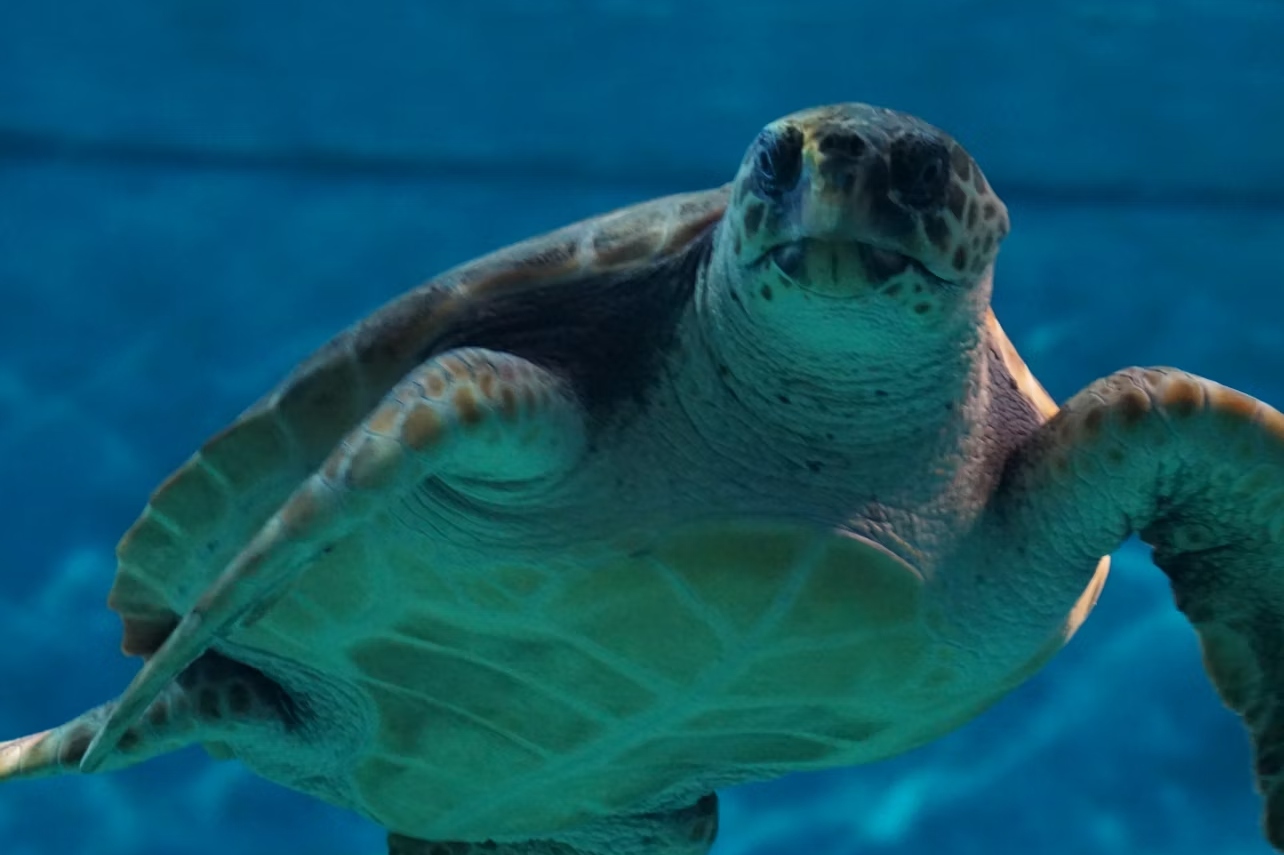 西班牙塞維亞水族館門票