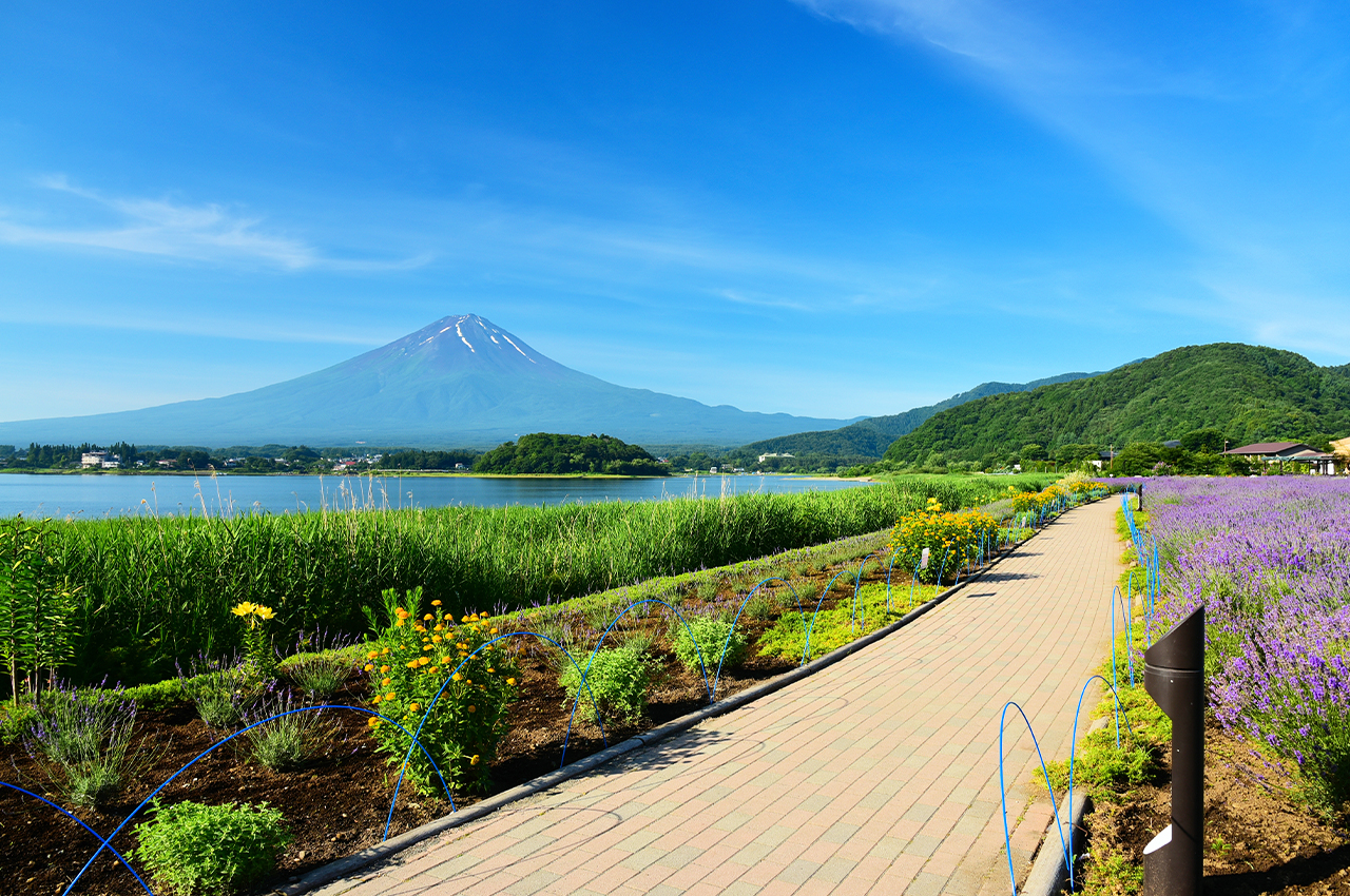 富士山山中湖單車騎行/遊船·忍野八海·河口湖大石公園/楓葉迴廊·新倉山淺間公園/天梯小鎮一日遊｜東京出發｜4~9人精品小團