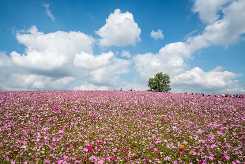 四季更迭，景色美不勝收。