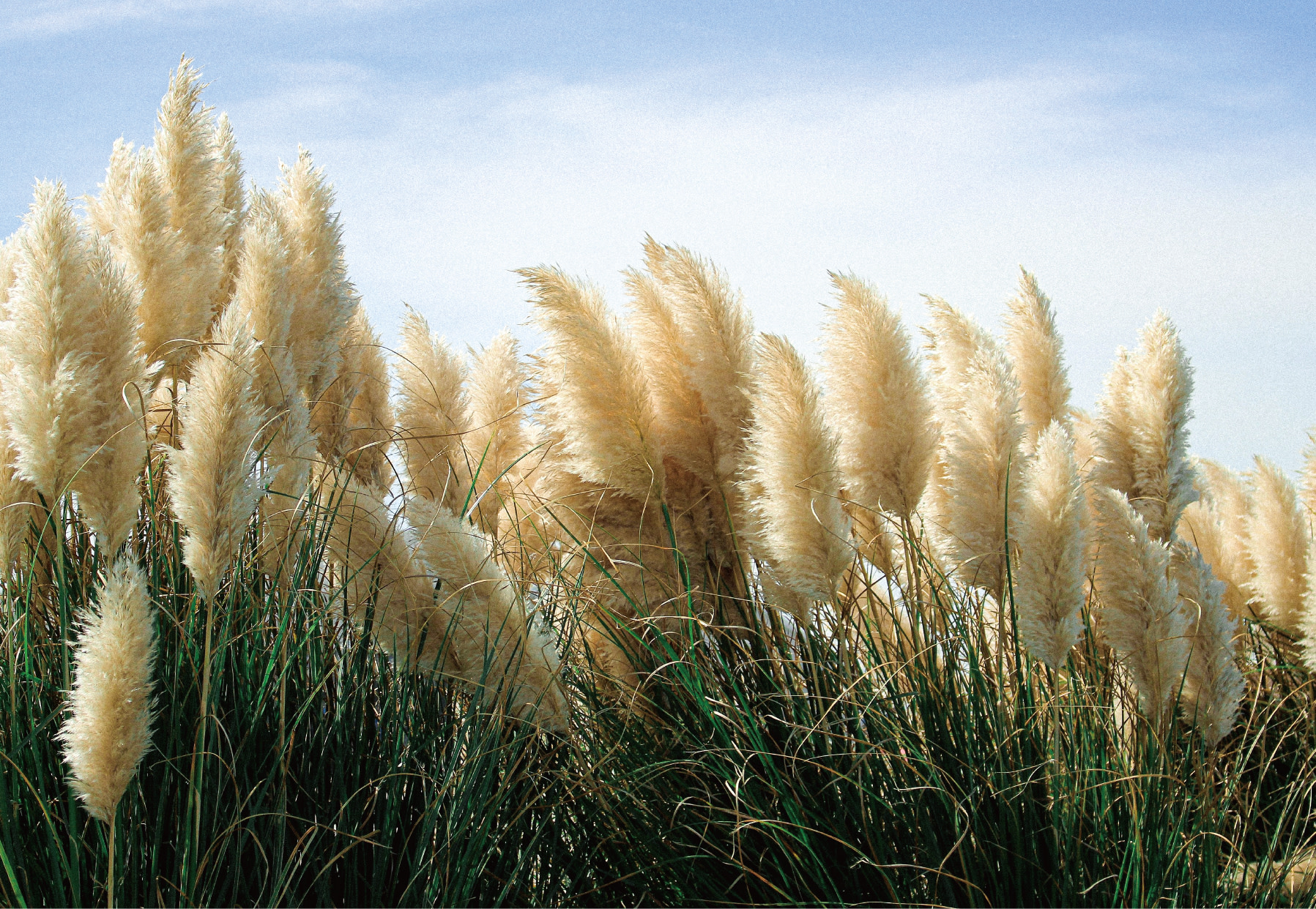 Camellia Hill Admission Ticket in Jeju