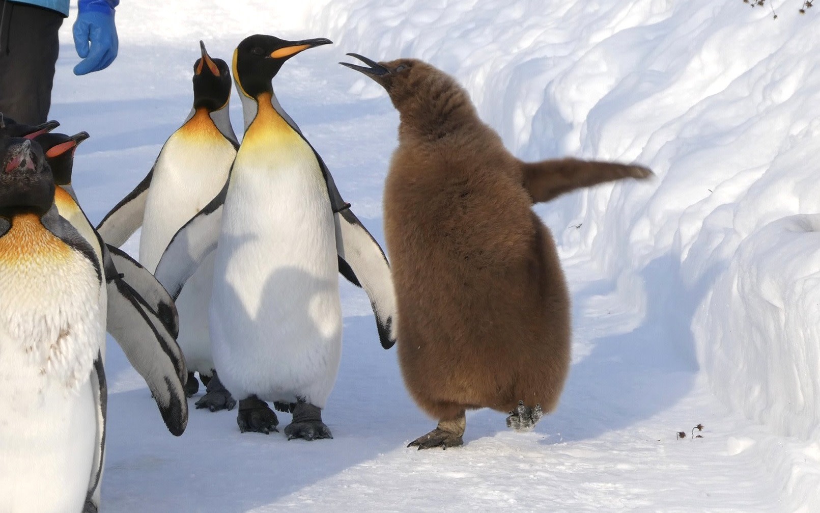 Asahiyama Zoo, Biei Blue Pond, and Shikisai-no-oka Day Trip in Hokkaido | Classic Winter Route (Includes zoo admission and complimentary Hokkaido hot beverage)