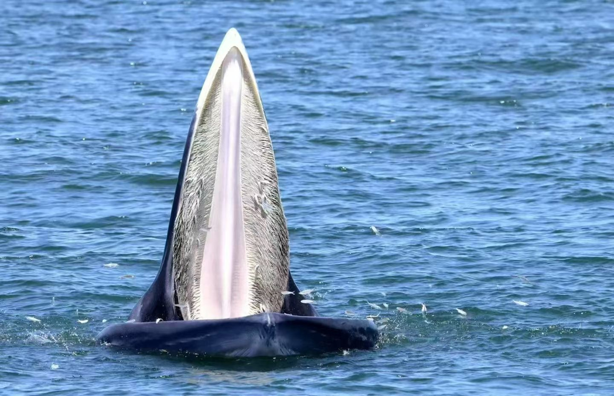 布氏鯨將嘴部高高揚起,寬大的口腔完全展開,細密的鯨鬚紋理分明,周圍小魚環繞,海水的藍與鯨的深色身軀形成鮮明對比,盡顯海洋巨獸的震撼氣場 布氏鯨將嘴部高高揚起,寬大的口腔完全展開,細密的鯨鬚紋理分明,周圍小魚環繞,海水的藍與鯨的深色身軀形成鮮明對比,盡顯海洋巨獸的震撼氣場