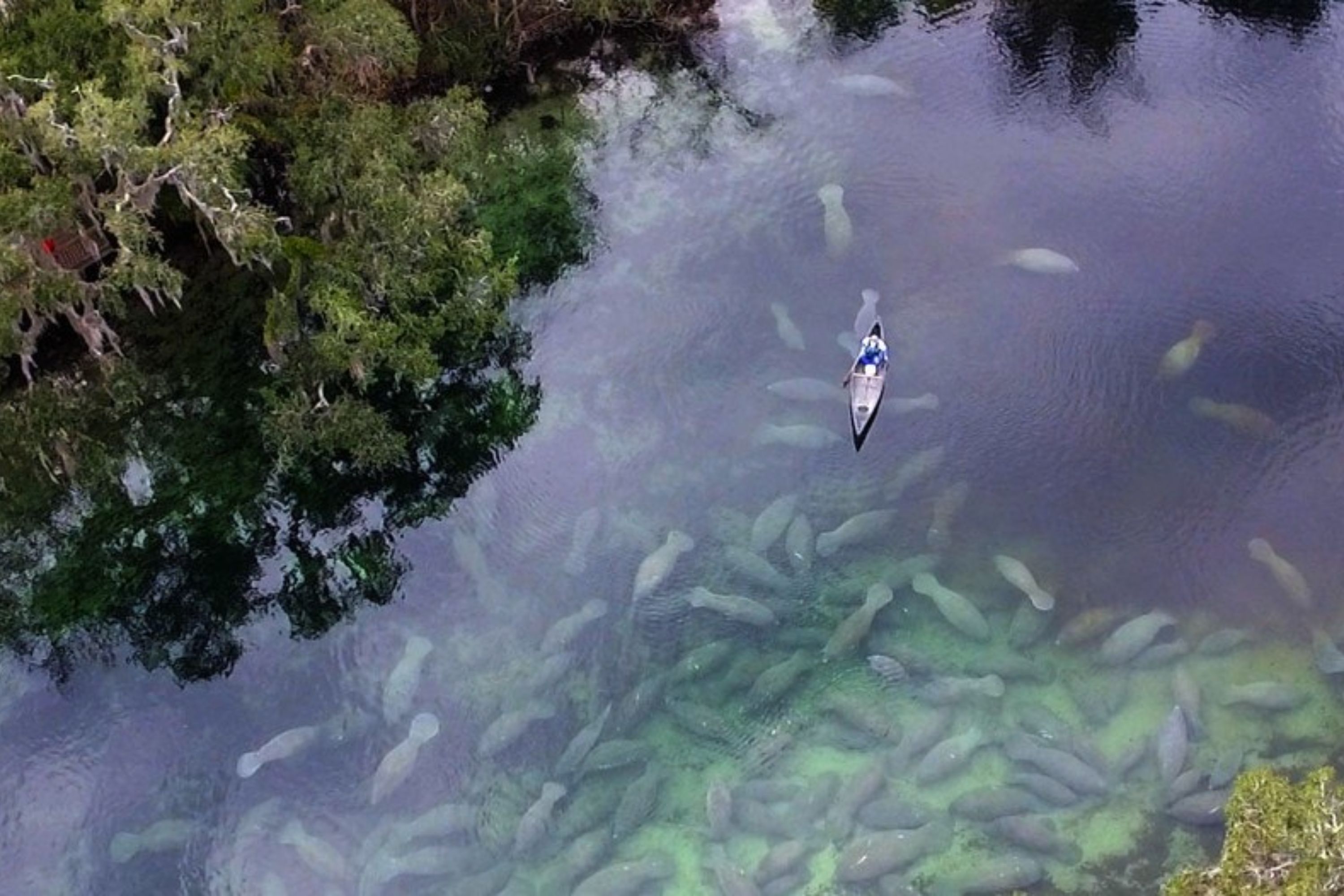 Manatee Encounter Kayaking Tour in Orlando