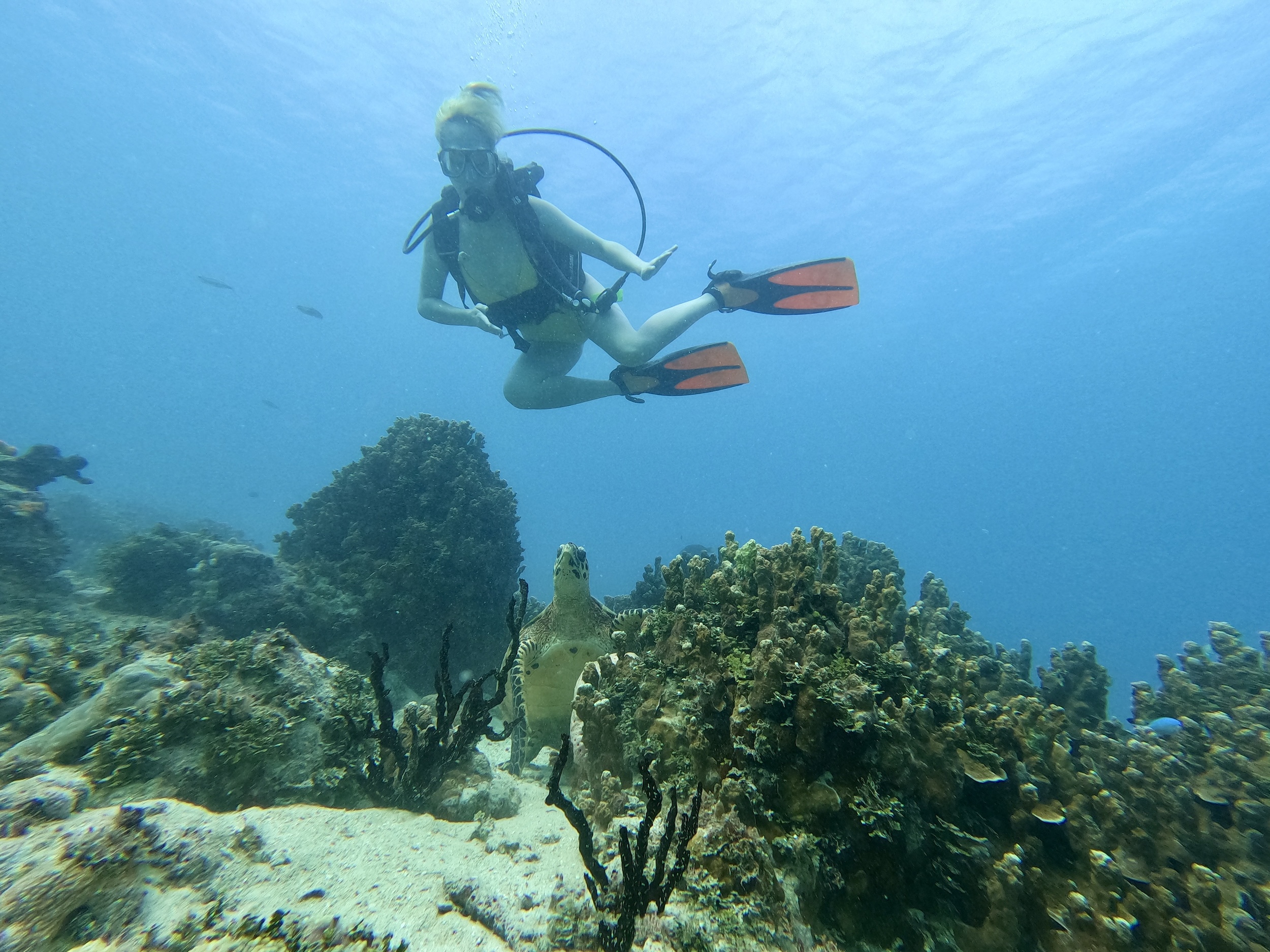 與綠海龜共舞! 與綠海龜共舞!