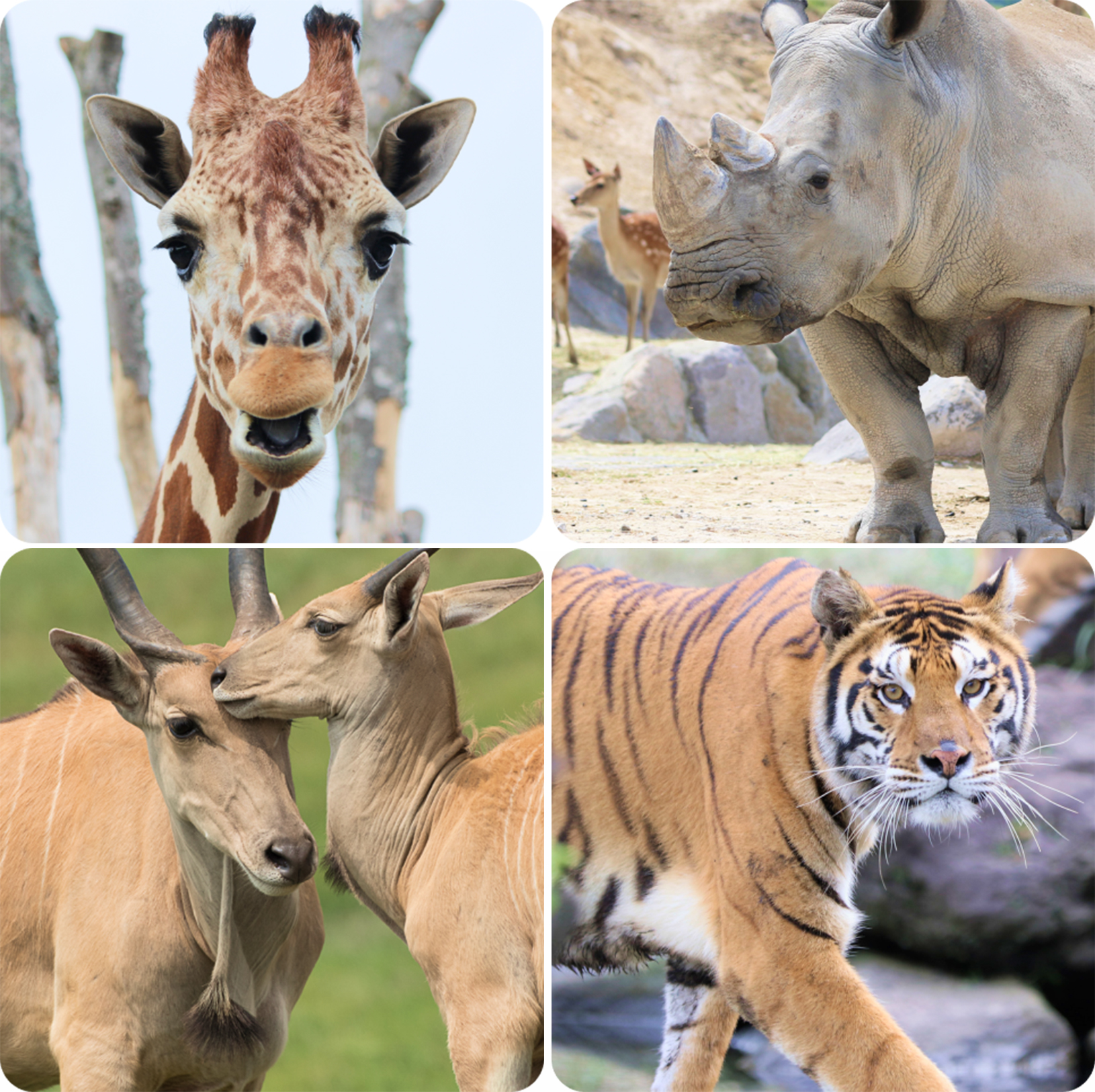 九州自然動物公園是日本面積最大的野生動物園之一，飼養70種、約1400只動物，包括獅子、長頸鹿、犀牛、大象等