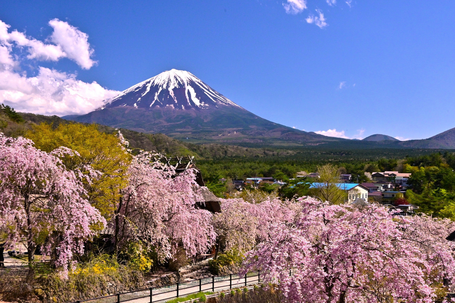 高級版富士山河口湖絕景一日遊！坐豪華巴士巡遊多個拍攝點，從不同角度欣賞令人震撼的富士山美景！包含神戶牛涮涮鍋（品川/新宿出發）