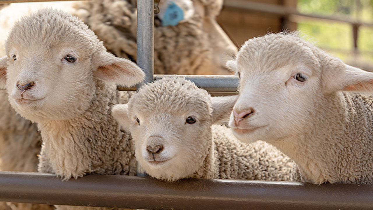 在廣闊的草原上，隨處可見綿羊的蹤影。