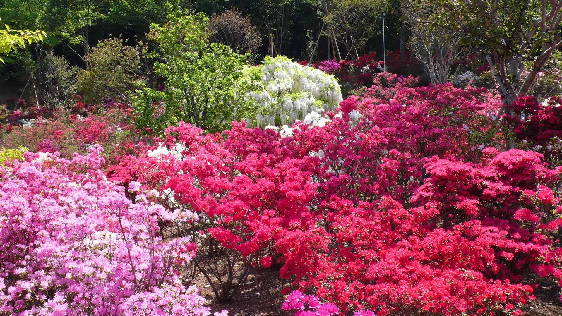 除紫藤聞名外,園內玫瑰園同樣深受喜愛。每年 5 月下旬至 6 月中旬 及 10 月中旬至 11 月上旬 為玫瑰盛開期,園內種植多品種玫瑰,色彩繽紛、花形各異,營造出典雅浪漫的歐風花園氛圍。 除紫藤聞名外,園內玫瑰園同樣深受喜愛。每年 5 月下旬至 6 月中旬 及 10 月中旬至 11 月上旬 為玫瑰盛開期,園內種植多品種玫瑰,色彩繽紛、花形各異,營造出典雅浪漫的歐風花園氛圍。