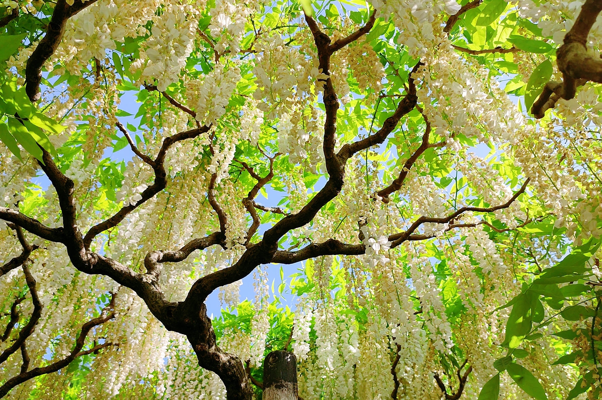 茨城國營常陸海濱公園粉蝶花＆足利花卉公園紫藤花賞花一日遊｜東京出發