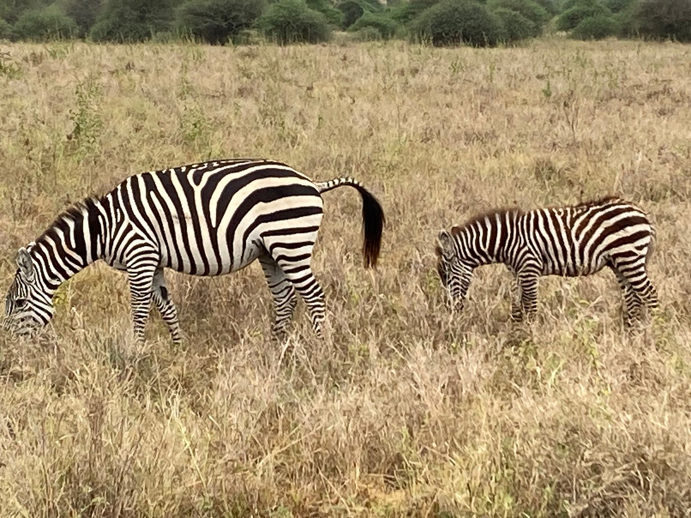 Day Trip to Nairobi National Park,giraffe centre & david sheldrick