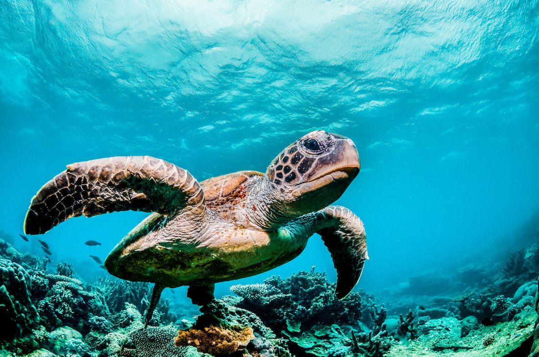 タオ島 ローカルリーフエコロジーファンダイブパッケージ（PADI 5スターCDC提供）