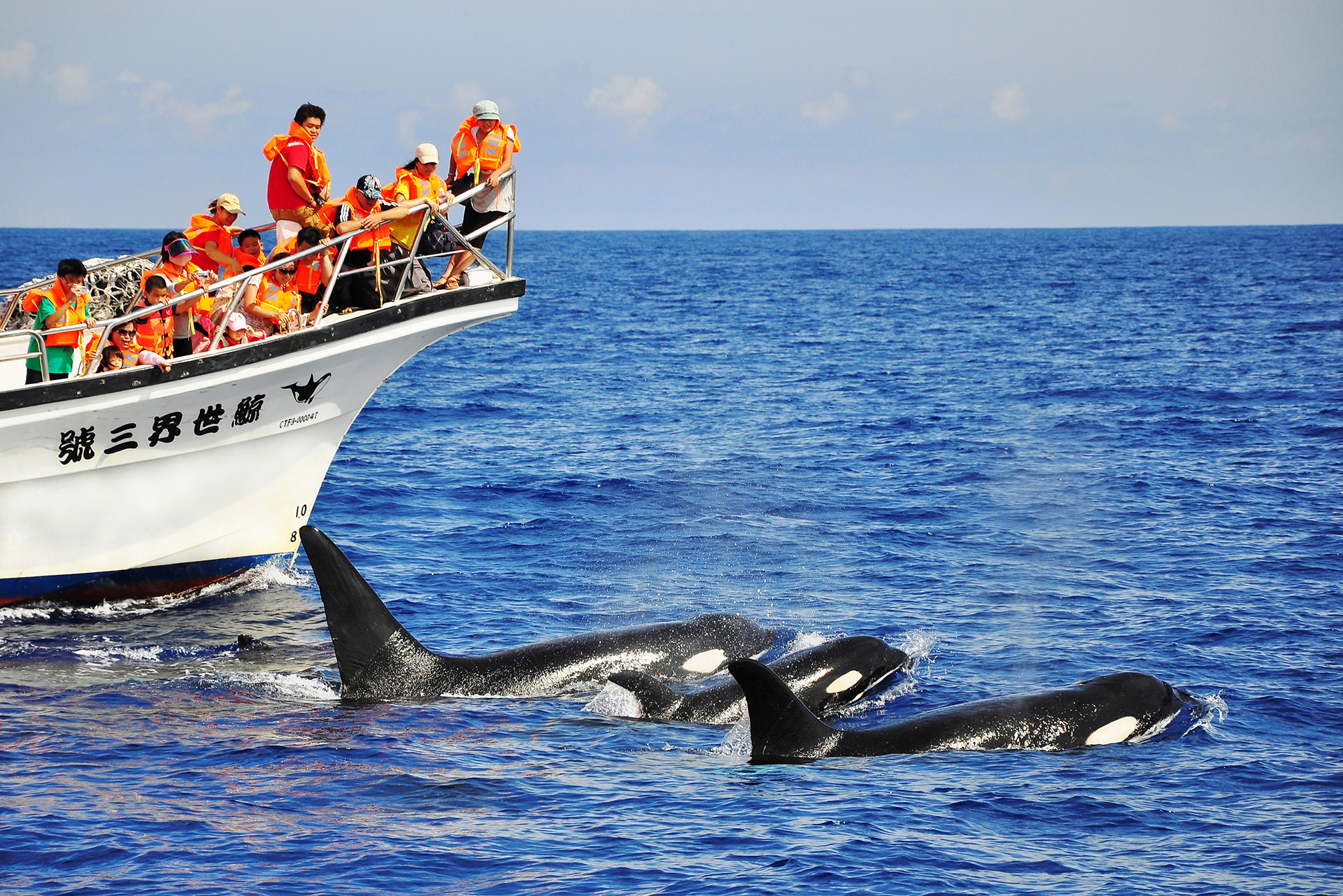 花蓮: 鯨世界賞鯨生態之旅