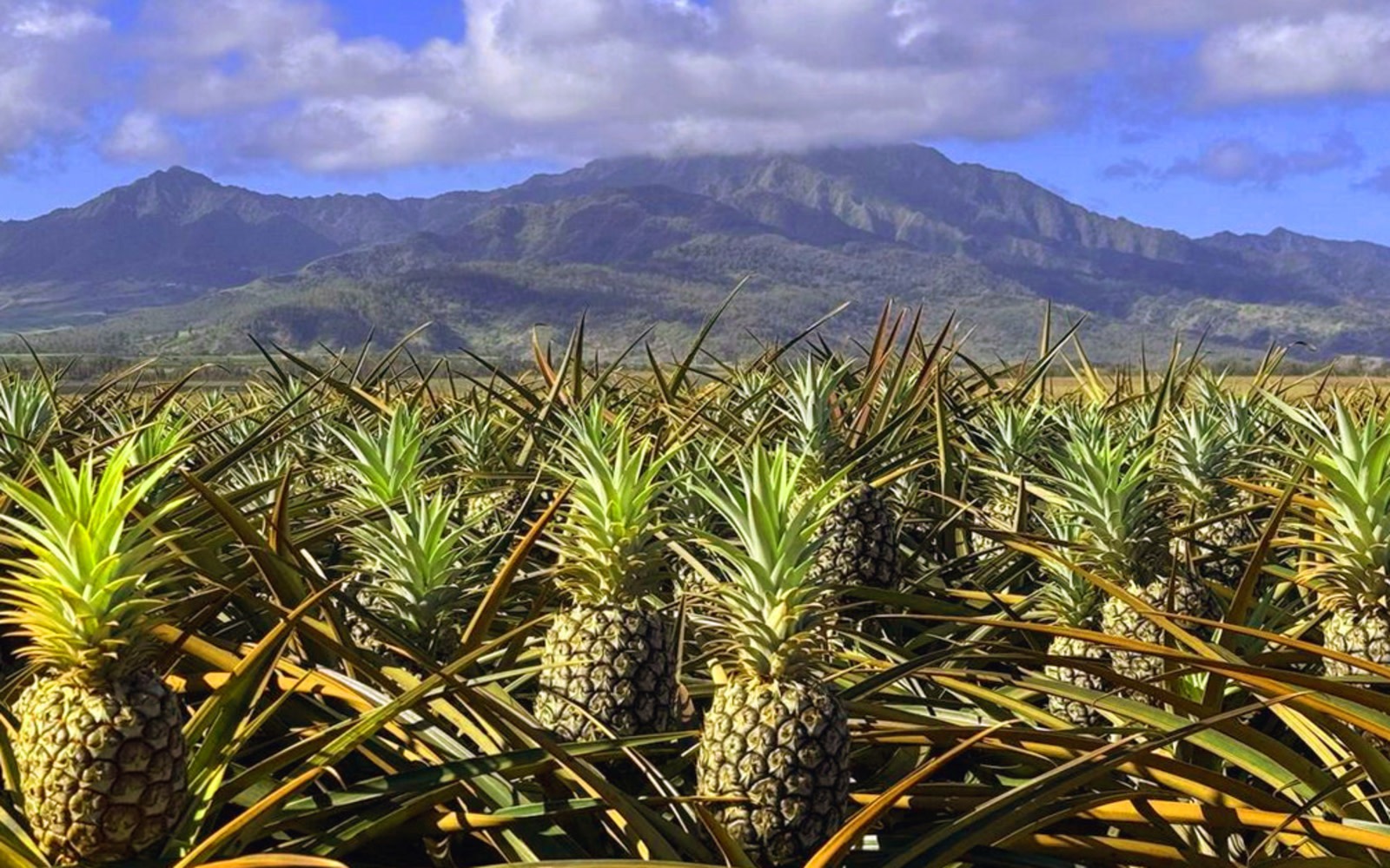 North Shore and Dole Pineapple Farm Adventure Tour