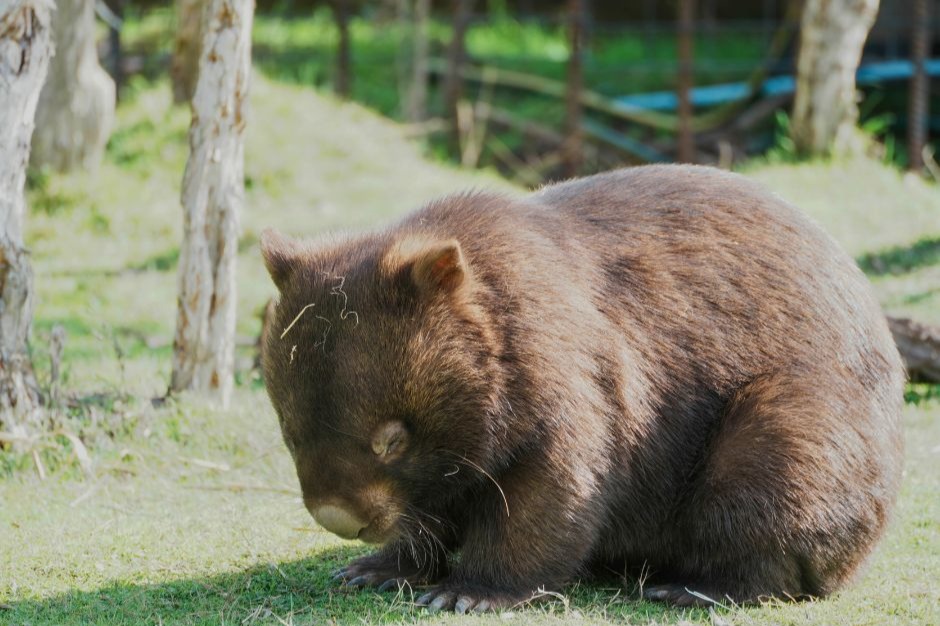 企鵝歸巢＆觀賞野生動物＆菲利普島一日遊（墨爾本出發）