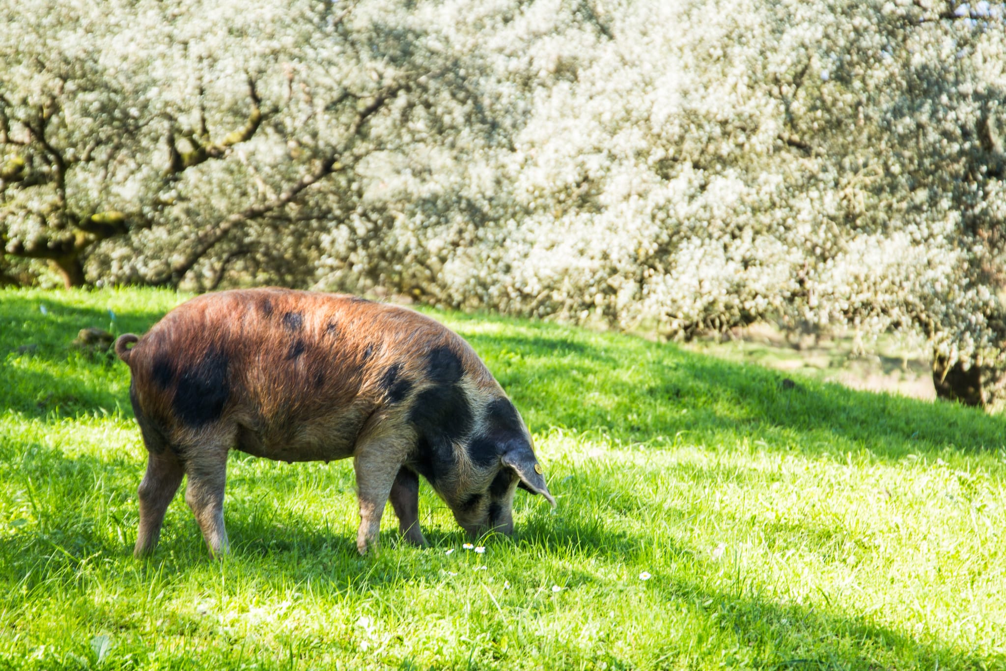 Iberian ham and dehesa pig far,