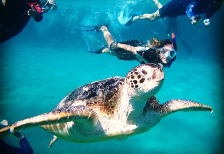 Hurgha - Marsa Mubarak Snorkeling With Dugong And Turtles 