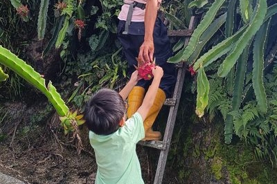 金马仑高原吉姆菜园门票