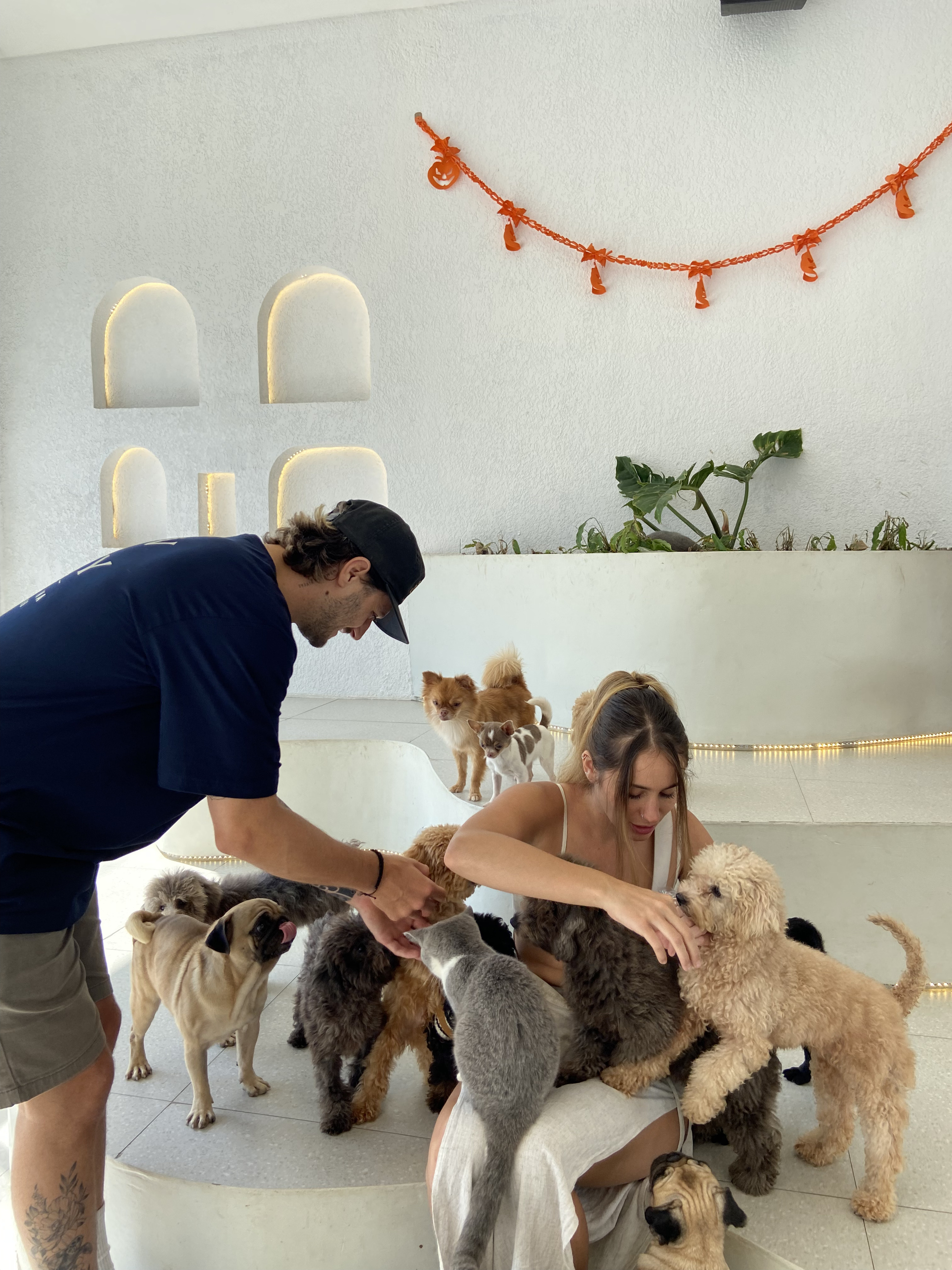 巴釐島寵物天堂寵物咖啡館和休息室 (Pet Cafe and Lounge in Bali Pet Nirvana)