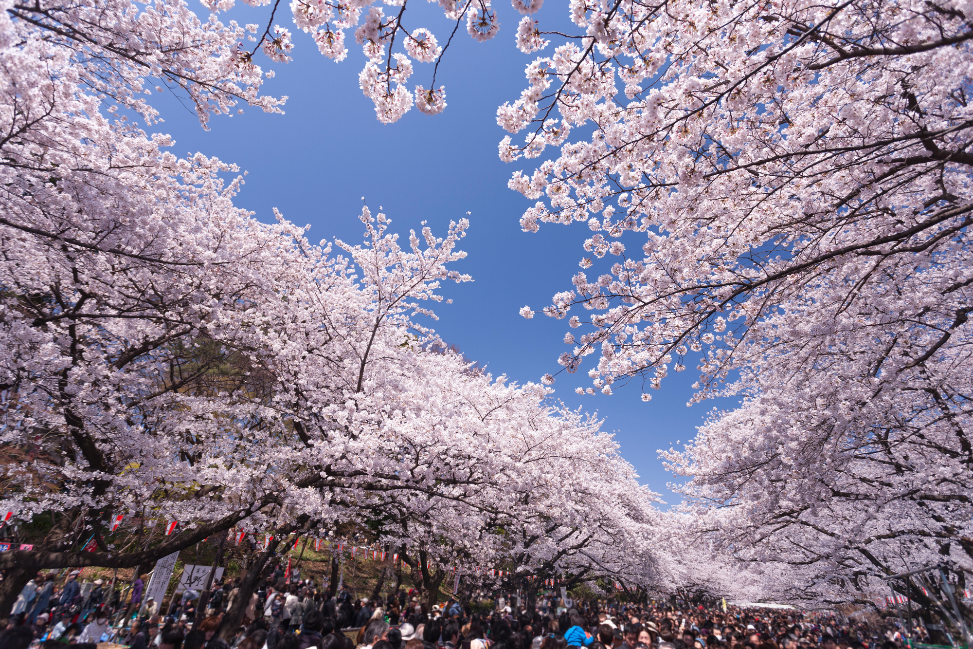 札幌私人攝影體驗