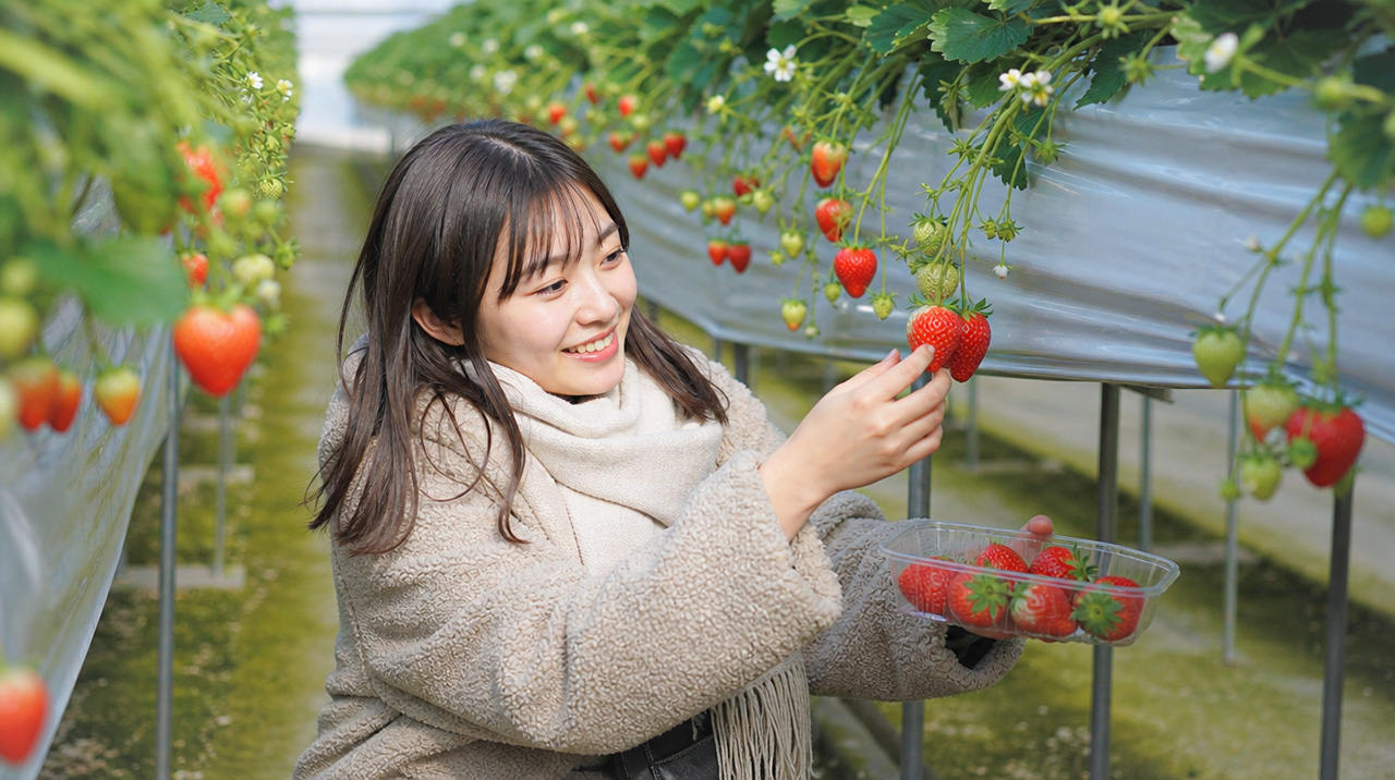 🍓 冬天是草莓當造季節！