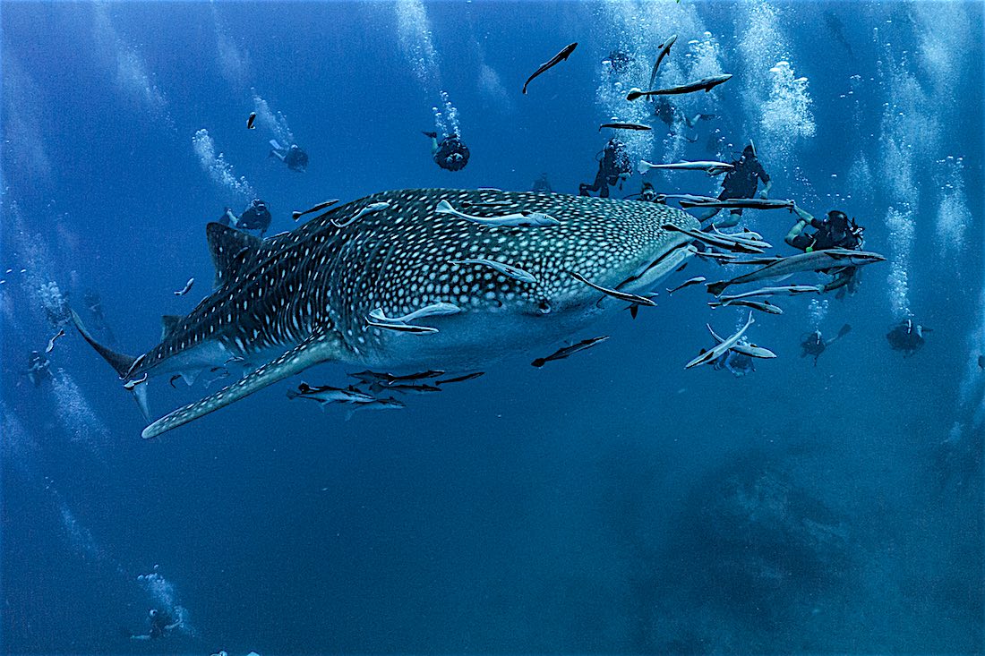 濤島海洋生物趣味潛水體驗（PADI五星級CDC）