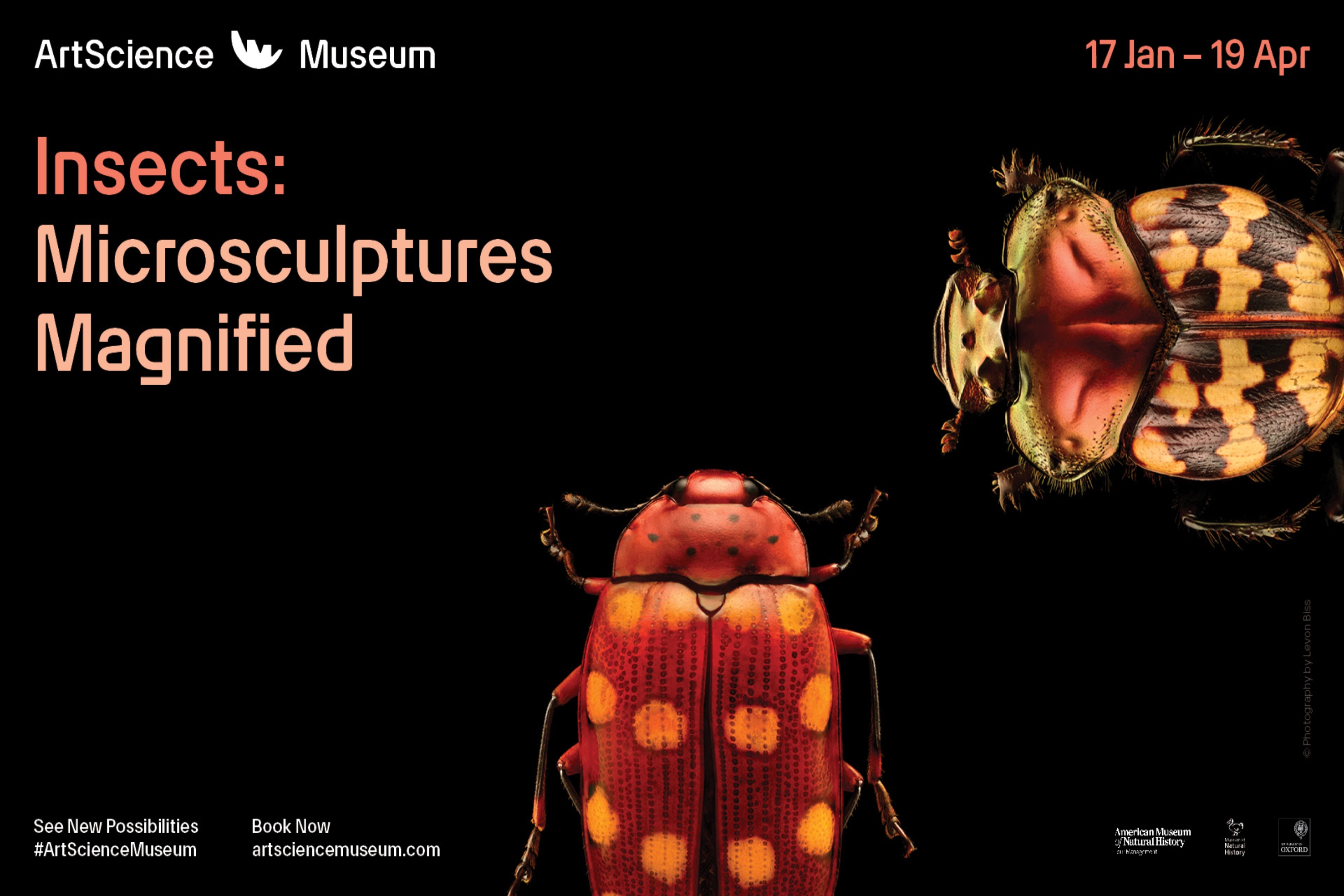 Insects: Microsculptures Magnified, asm, mbs, sg