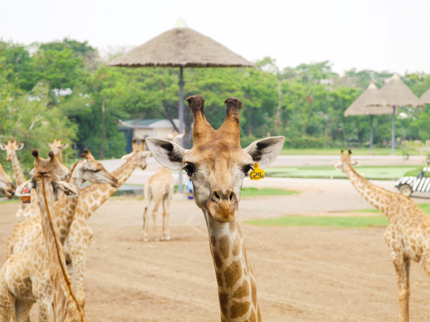 曼谷賽佛瑞野生動物園＆昭披耶公主號晚餐遊船私人一日遊（AK 提供）