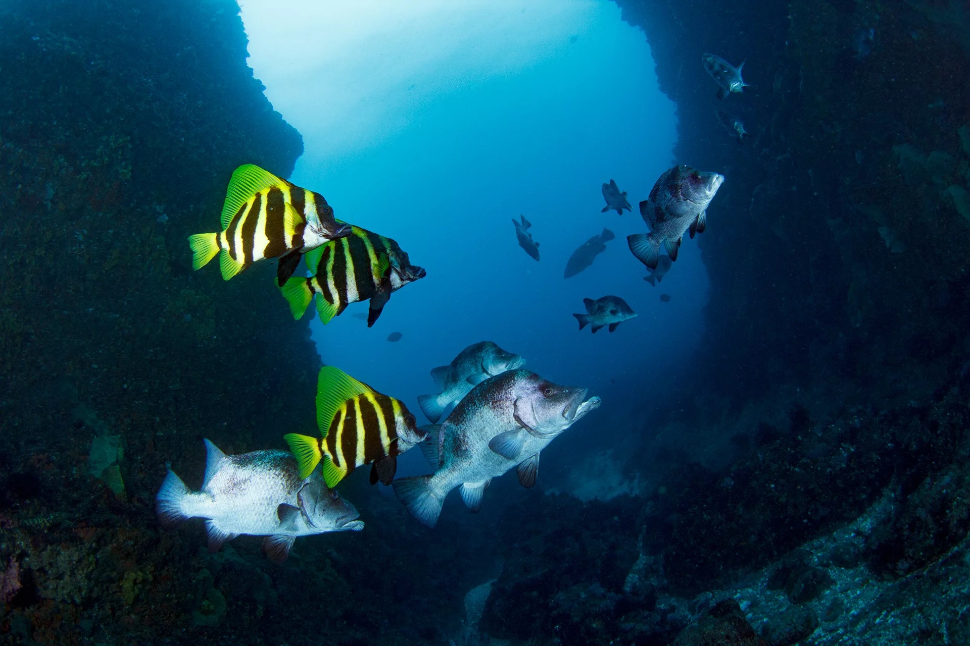 Marine menagerie: Encountering groupers, rays, and sheepshead wrasse amidst Tateyama's shark paradise