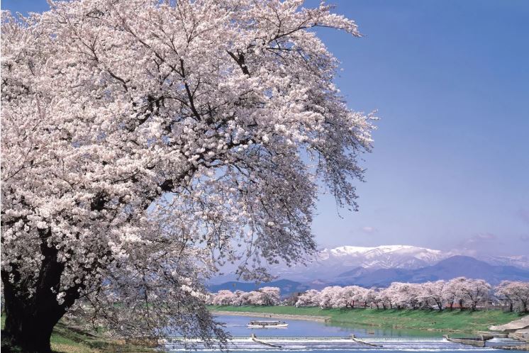 Zao Snow Wall and Sakura 1DAY Bus tour with Ohanami experience