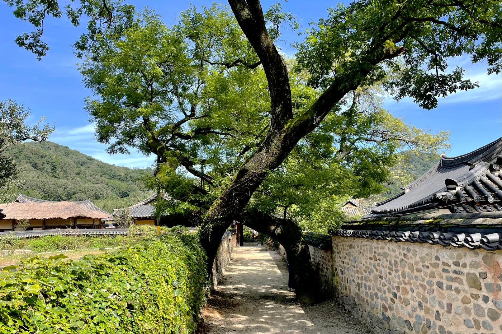 2天1夜 山清郡韓國傳統村莊之旅（釜山出發）