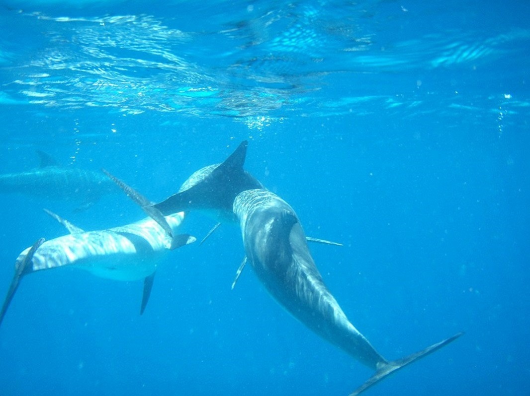 海豚屋礁石浮潛海上之旅(含接送)- 馬薩阿拉姆 海豚屋礁石浮潛海上之旅(含接送)- 馬薩阿拉姆