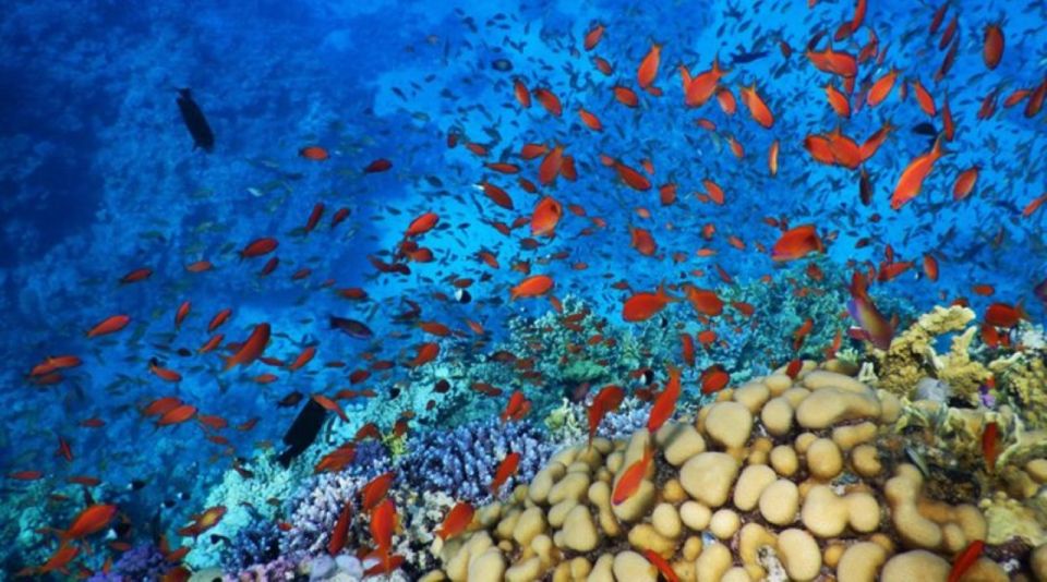 赫爾格達：豪華遊艇，含潛水、浮潛和海鮮午餐