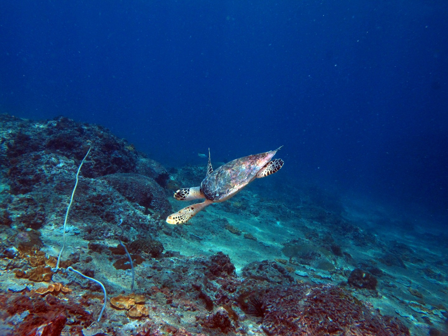 Discover Scuba Diving Course in Koh Phi Phi