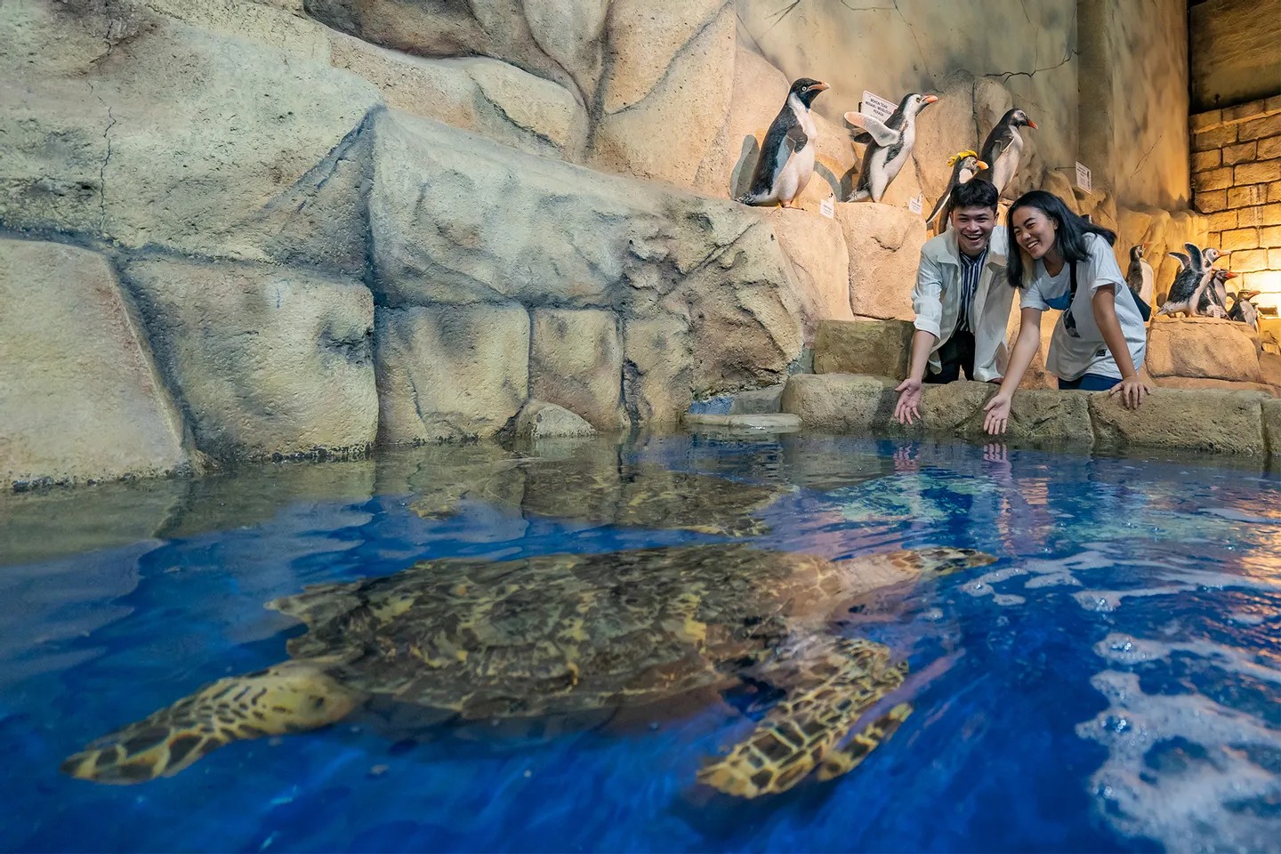 與海龜和企鵝的寓教於樂相遇——非常適合兒童和成人