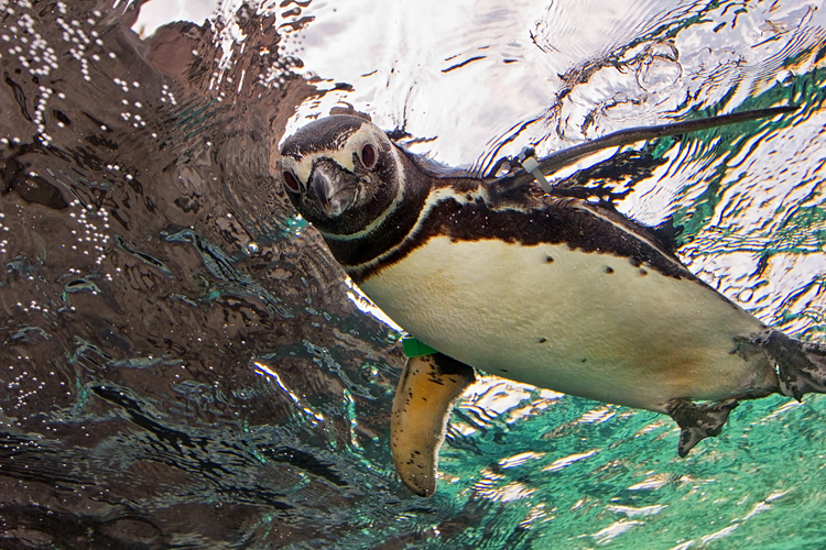 加州太平洋水族館門票