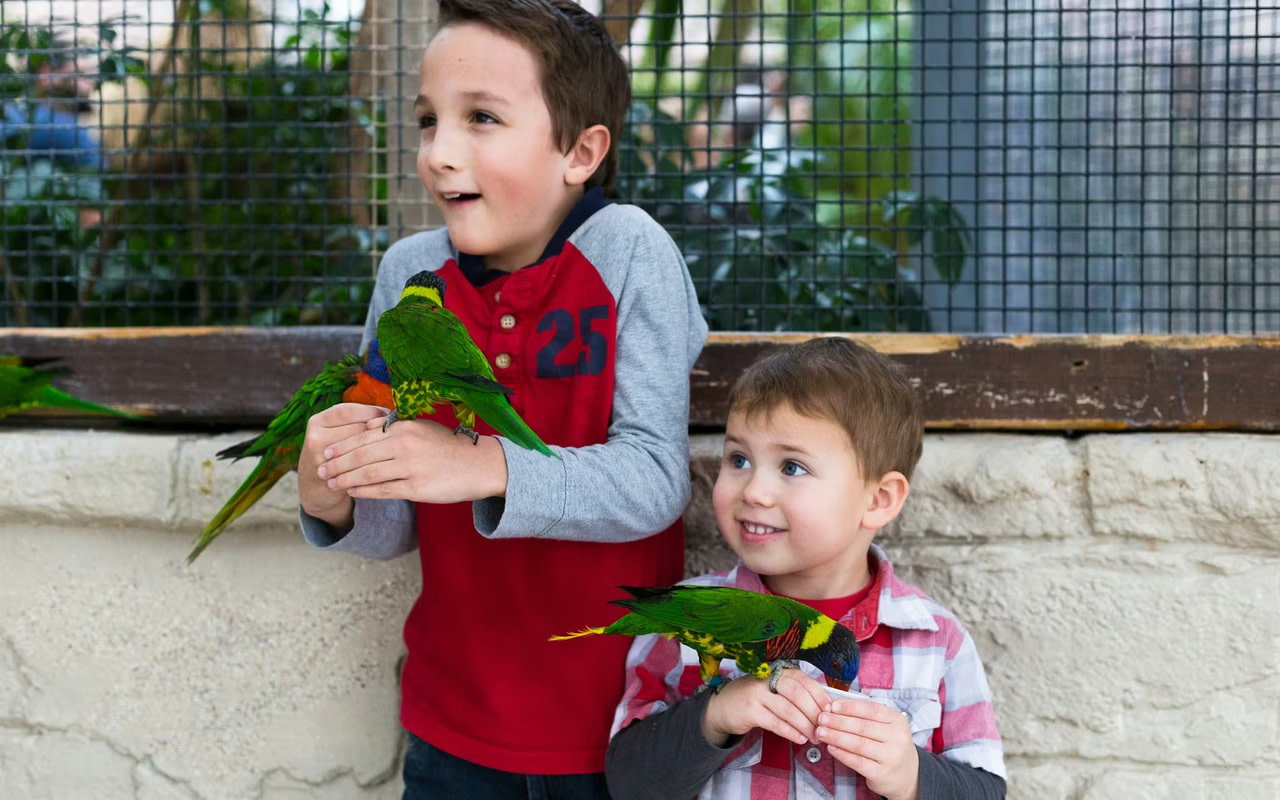 立即前往 Bird Kingdom，與繽紛鳥兒們互動，探索純粹的快樂！