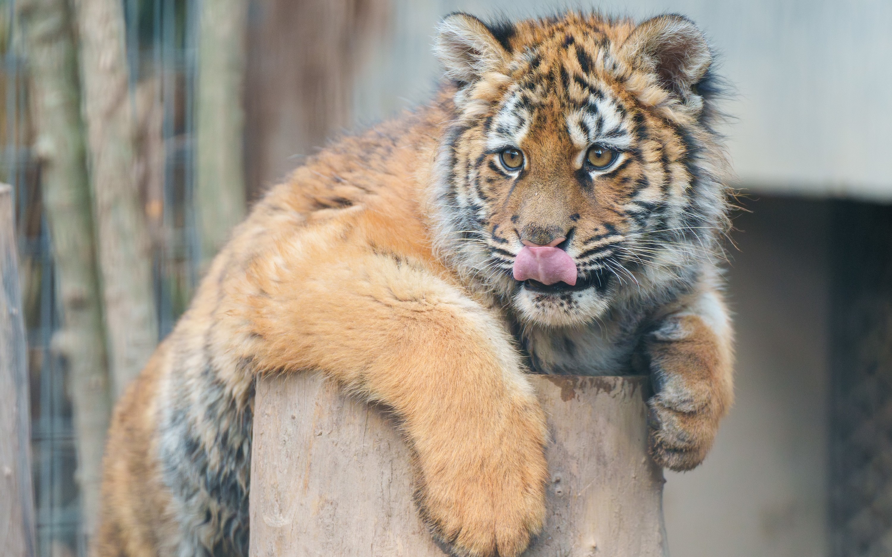 Shanghai Zoo Admission Ticket 