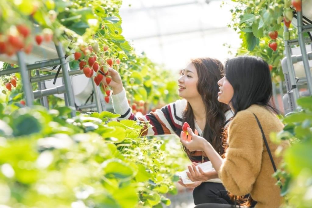 山梨富士水果公園 在富士山肥沃火山土孕育的果園中，體驗親手採摘的樂趣。依季節可收穫草莓的鮮甜、桃子的多汁、葡萄的濃郁，專業果農會分享挑選秘訣。果園還設有觀景臺，讓你在品嚐自然饋贈的同時，欣賞遠處富士山的壯美身影。