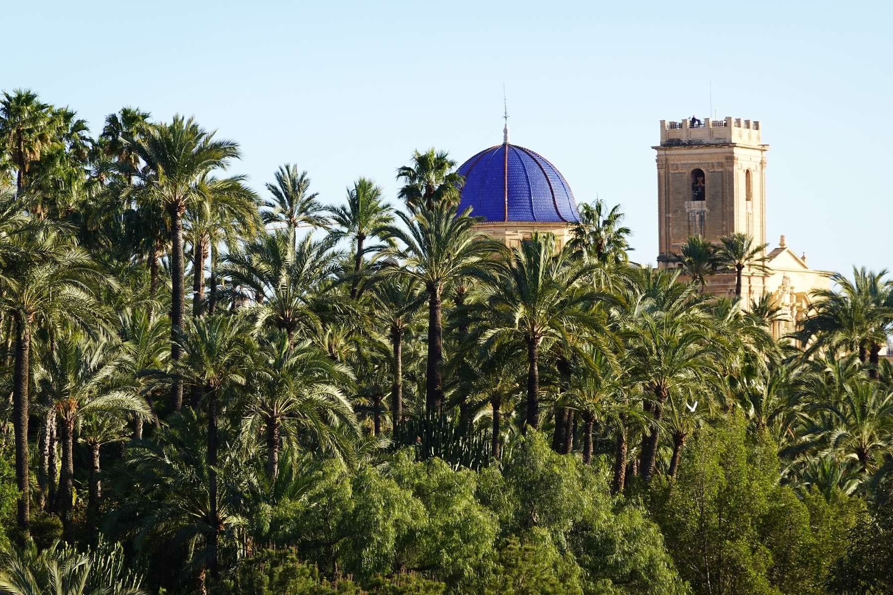 Elche Private Half-Day Tour – Palms, History & Heritage